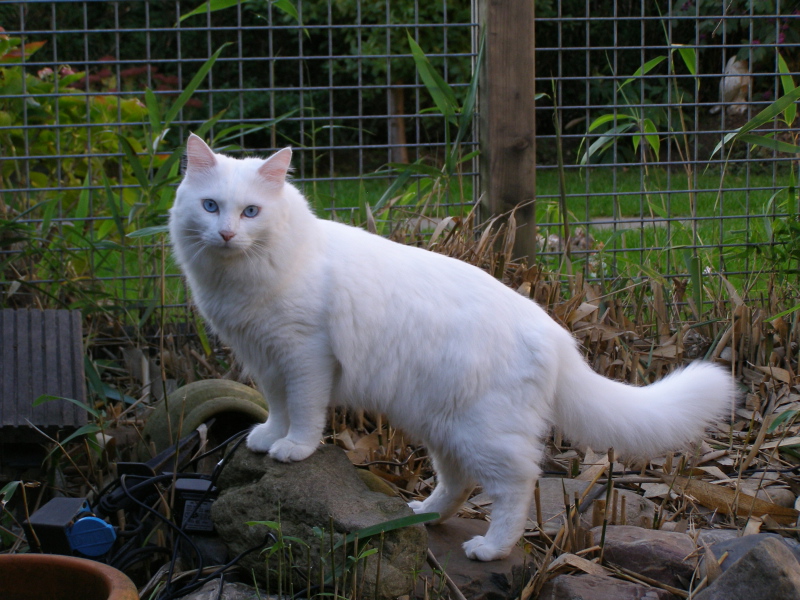 Величественная Азиатская полудлинная кошка фото