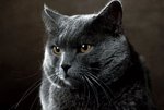 Majestic Chartreux 