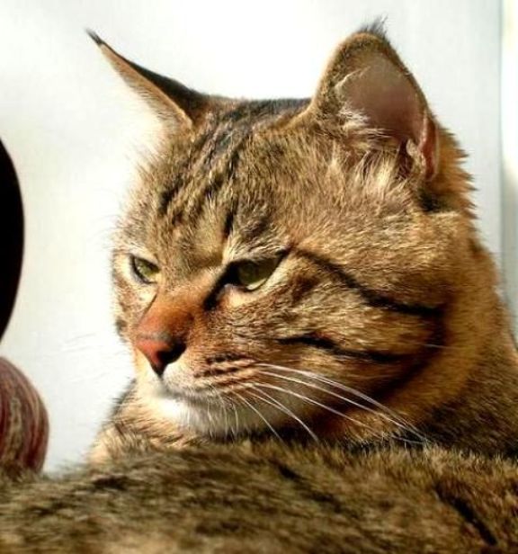 Величественный кот породы Дракон Ли фото