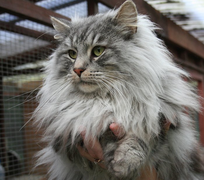 Majestic Norwegian Forest Cat photo and wallpaper. Beautiful Majestic