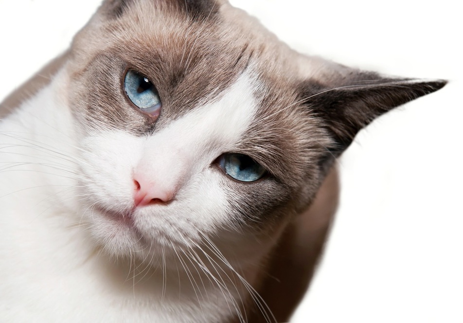 Величественный кот Сноу-шу фото