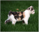 Manx kitten in nature