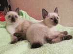 Mekong bobtail cats on the bed