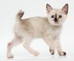 Mekong bobtail kitten