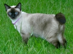 Mekong bobtail on grass