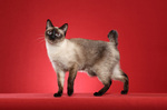 Mekong bobtail red background