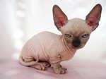 Minskin kitten