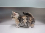 Munchkin kitten