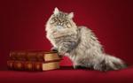 Кот породы Наполеон и книги