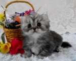 Napoleon kitten near the basket