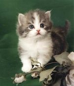 Napoleon kitten