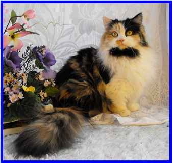 Кот породы Наполеон возле цветов фото