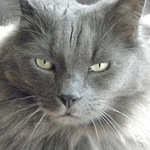 Nebelung face