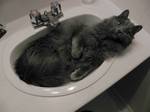 Nebelung in sink