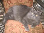 Nebelung on a chair