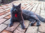 Nebelung on the street