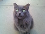 Nebelung with green eyes