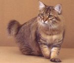 Nice American Bobtail 