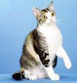 Nice American Wirehair 