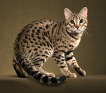 Nice Bengal cat