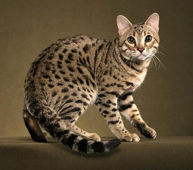 cute bengal kittens wallpaper