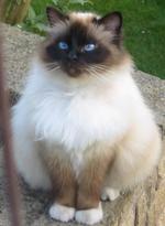 Nice Birman cat