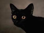 Nice Bombay cat