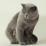 Nice British Shorthair