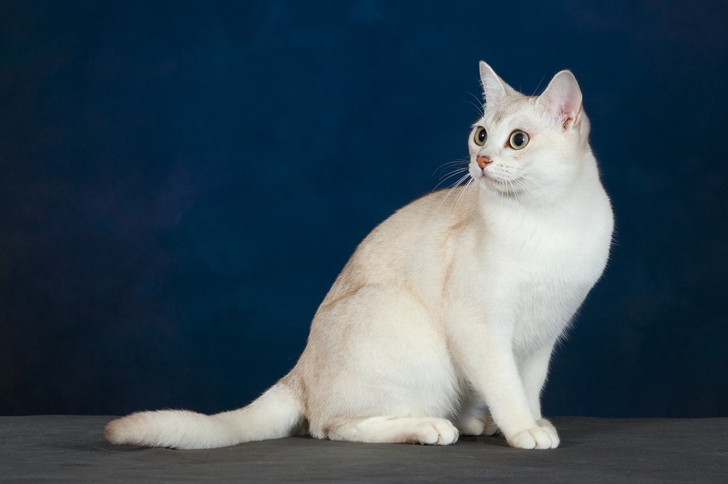 Милая кошка породы Бурмилла фото