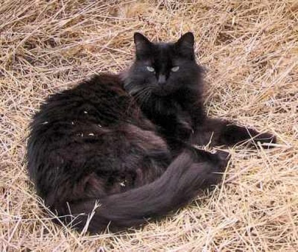 Милый кот породы Шантильи-Тиффани фото