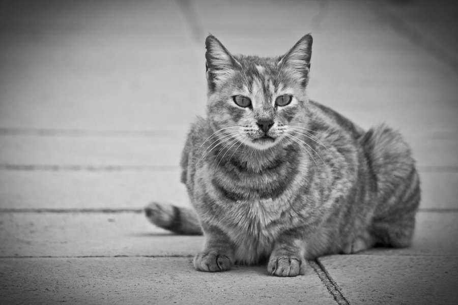 Милая Кипрская кошка фото