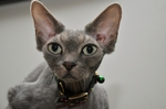 Nice Devon Rex 