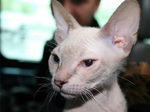 Nice Donskoy or Don Sphynx