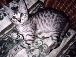 Nice Egyptian Mau kitten