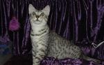 Nice Egyptian Mau 