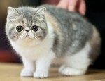 Симпатичный котенок Экзотической короткошерстной кошки 