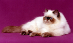 Nice Himalayan/Colorpoint Persian 