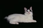 Nice Japanese Bobtail 