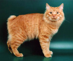 Nice Kurilian Bobtail 