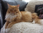 Nice Maine Coon 