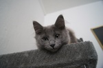 Nice Nebelung 