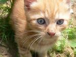 Nice Ojos Azules kitten