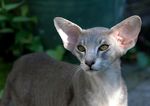 Nice Oriental Shorthair