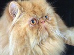 Nice Persian cat