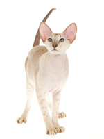 Nice Peterbald 