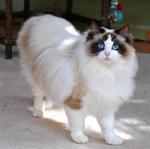 Nice Ragdoll 