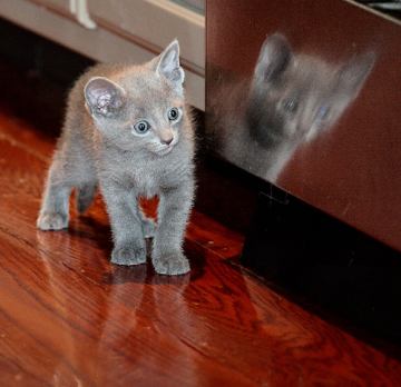 Милый котенок Русской голубой кошки фото