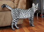 Nice Savannah cat 