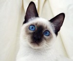 Nice Siamese