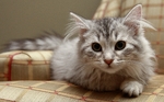 Милая Сибирская кошка